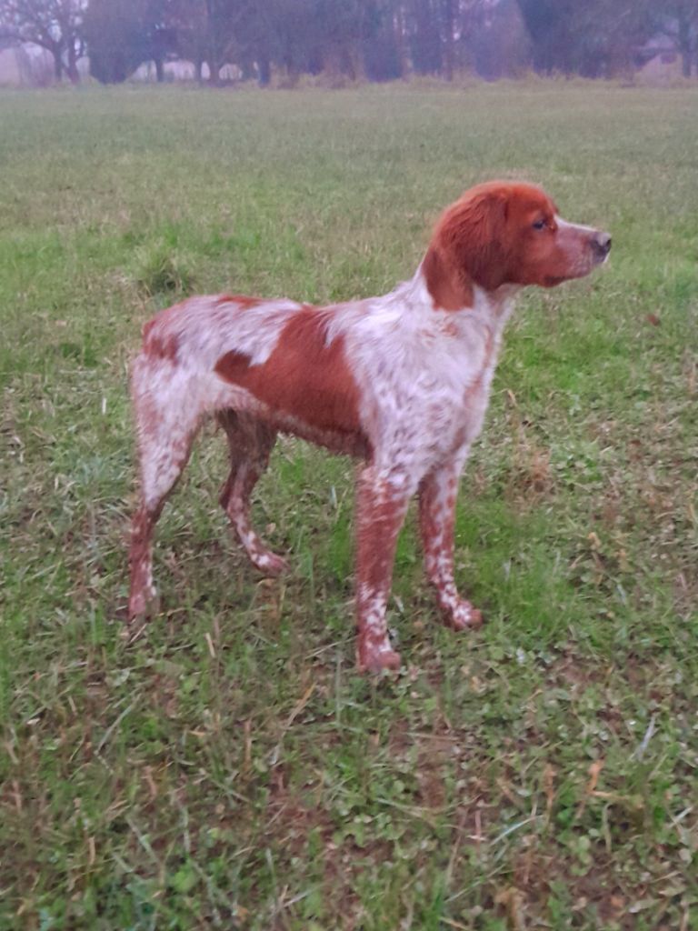 Vega Du Riot De La Louvière