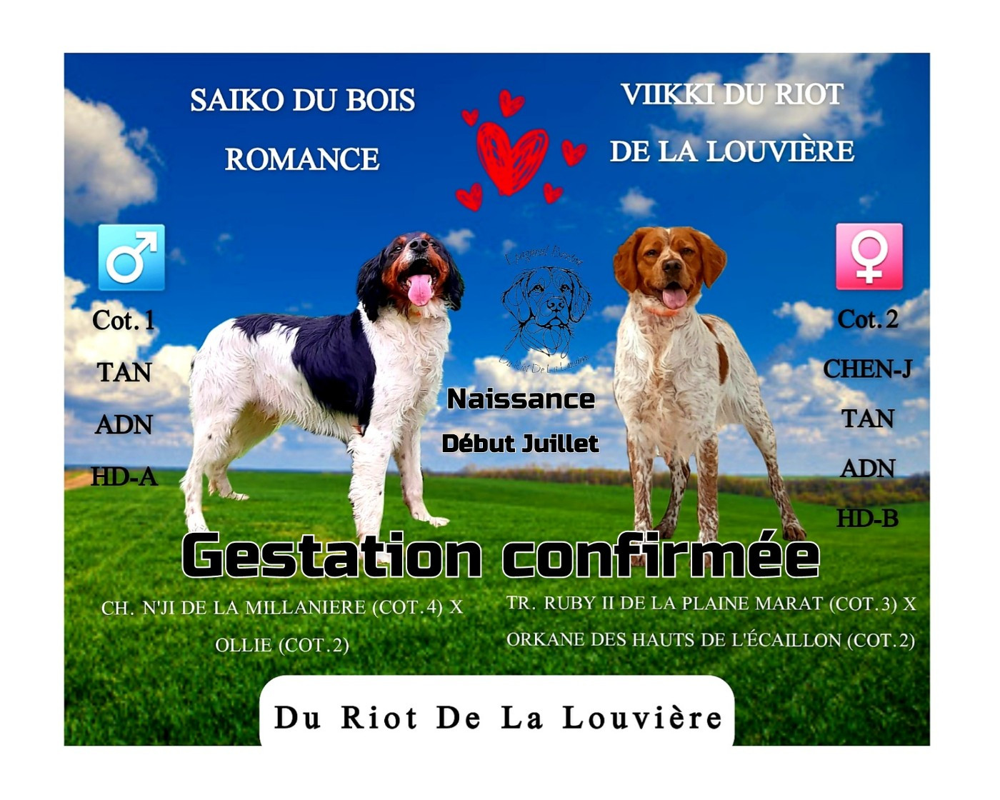 Gestation confirmée