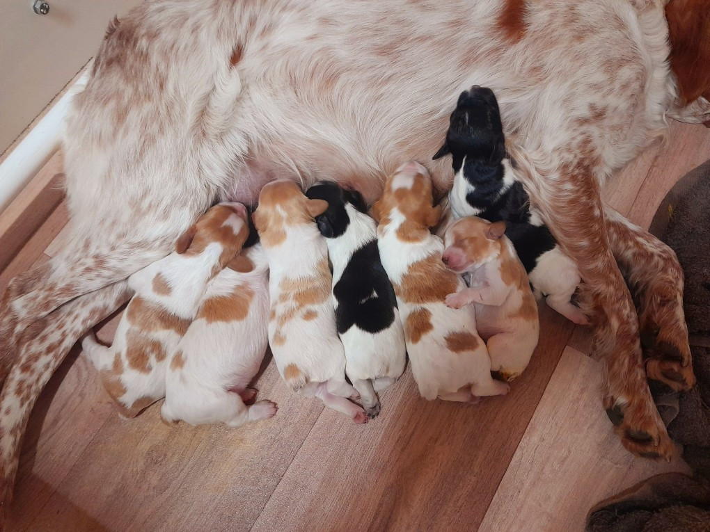 Naissance des chiots