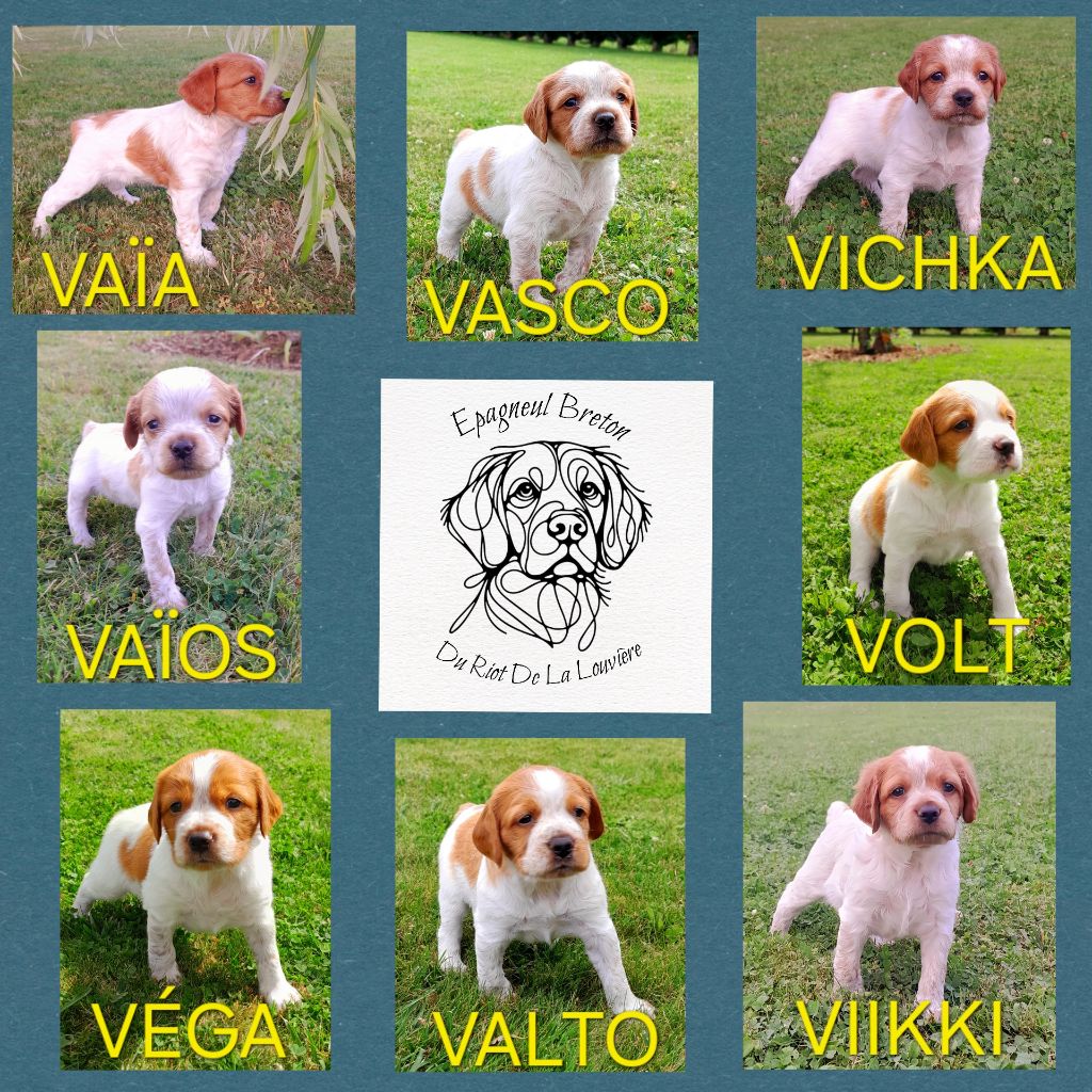 Du Riot De La Louvière - Naissance des chiots