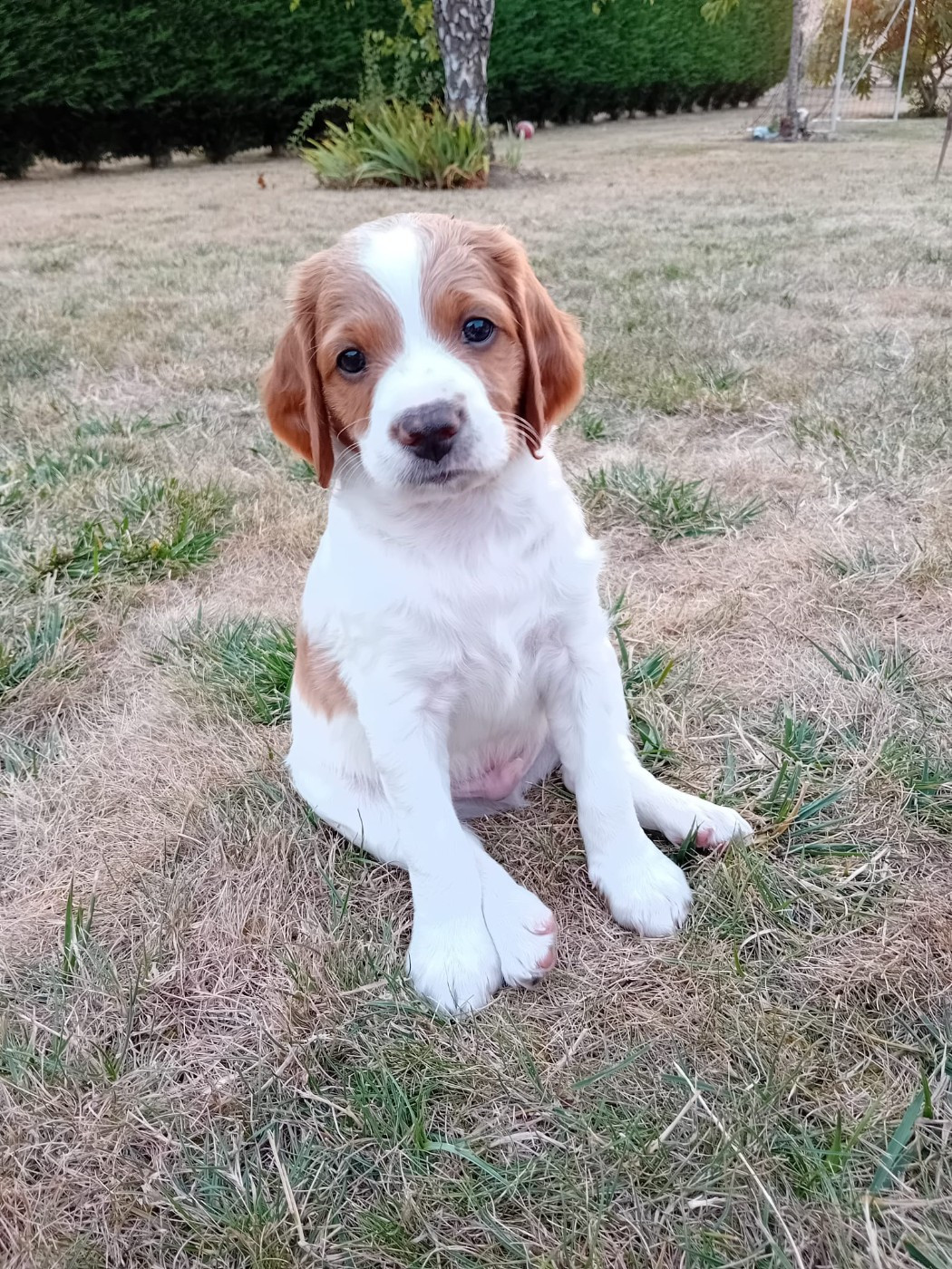 Du Riot De La Louvière - Chiots disponibles - Epagneul Breton