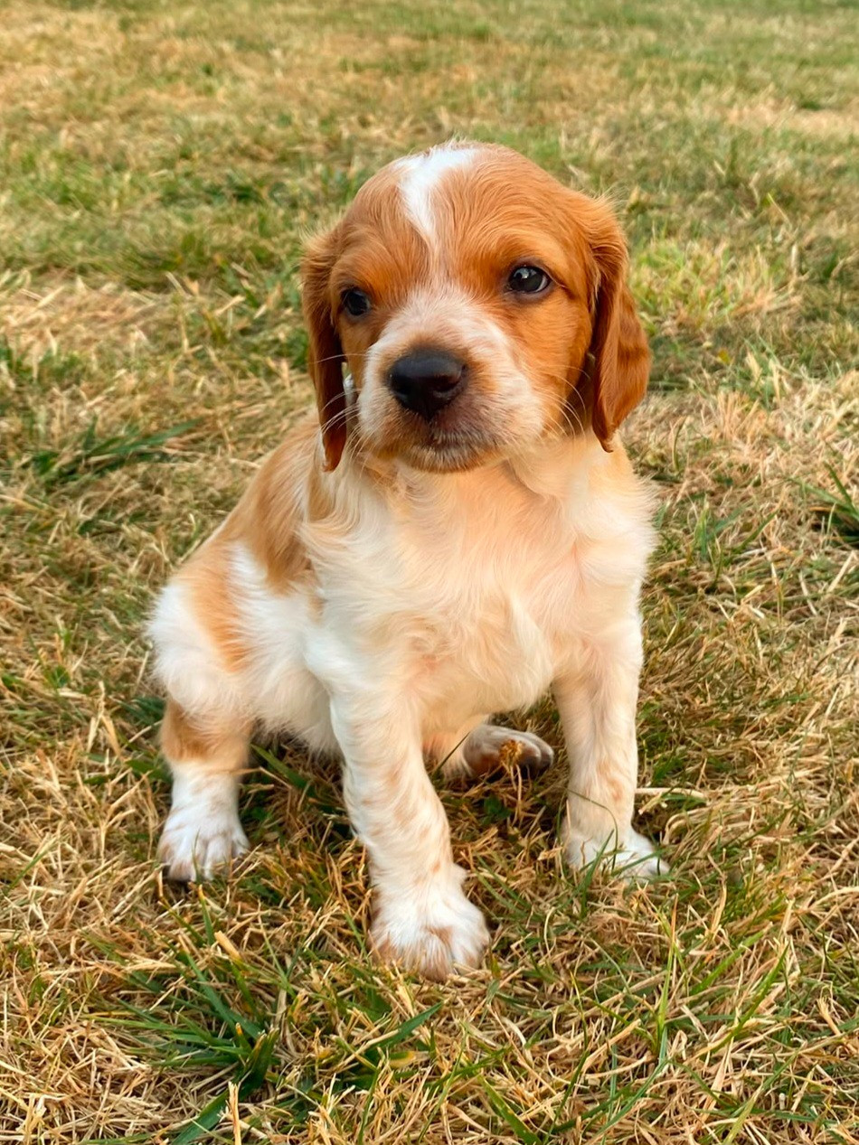 Du Riot De La Louvière - Chiots disponibles - Epagneul Breton